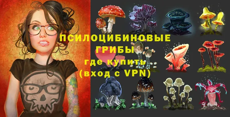 Галлюциногенные грибы Psilocybe  Аша 